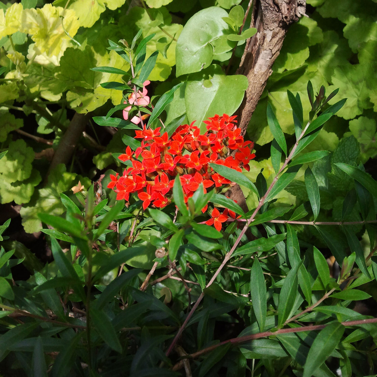 Small Red Flowers in the Garden