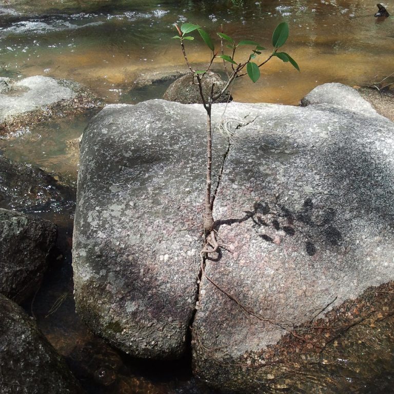 Tree growing out of Rock