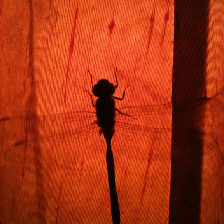 Dragonfly