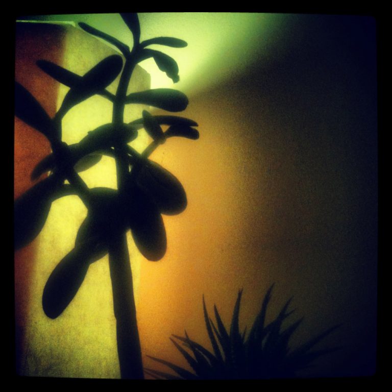 Cactii silhouette