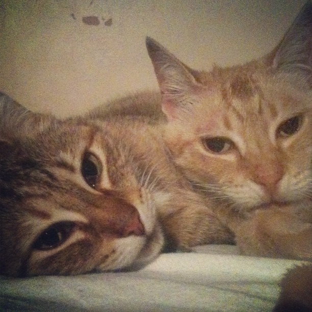 Suzi Q and Sassafras