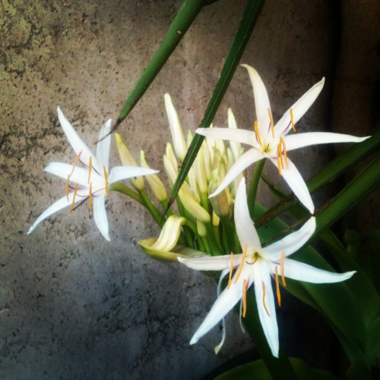 Spider Lily