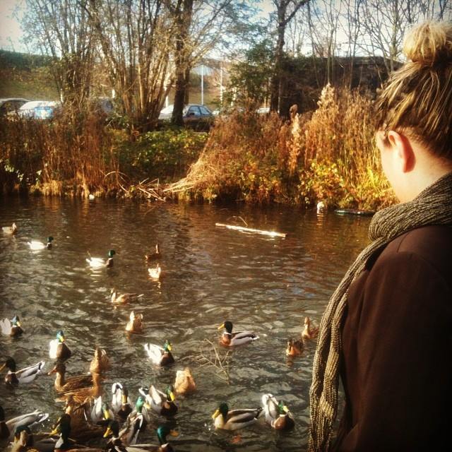 The Ducks of Drecht
