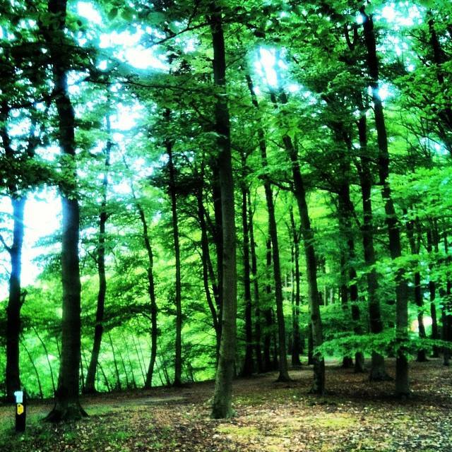Forestlands