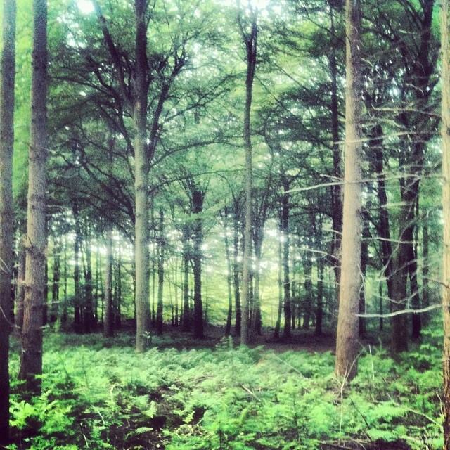 The magical Veluwe