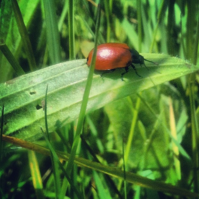 Little Red Bug