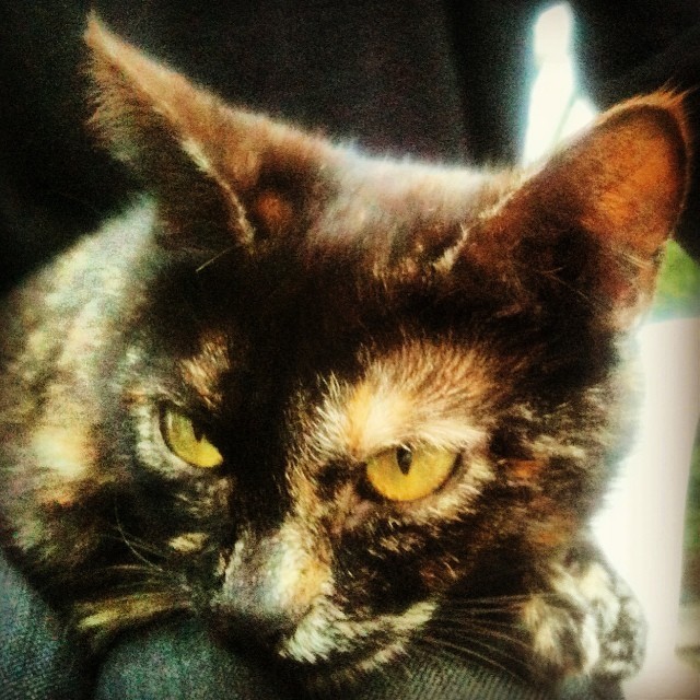 Diva – my little furry friend