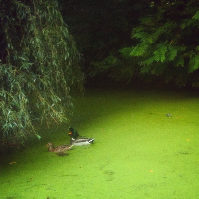 Green Pond and Ducks