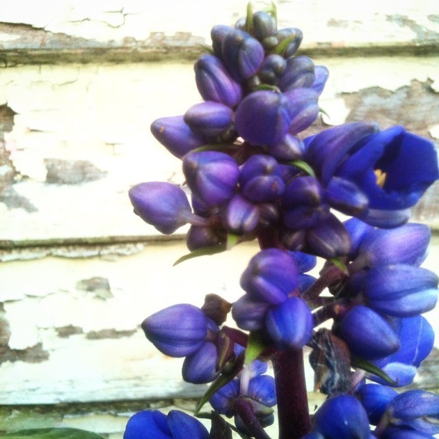 Flowers in the yard