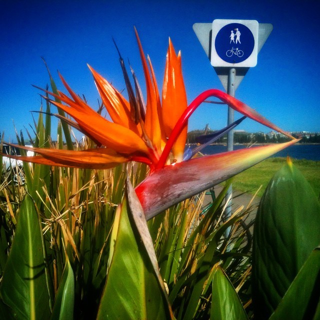 Bird of Paradise