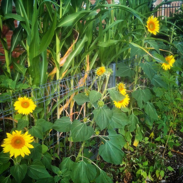 Sunflowers and Corn