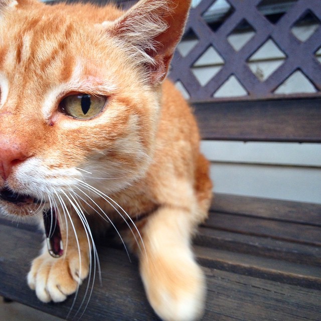 Best tuna breath ever. xx Sassafras