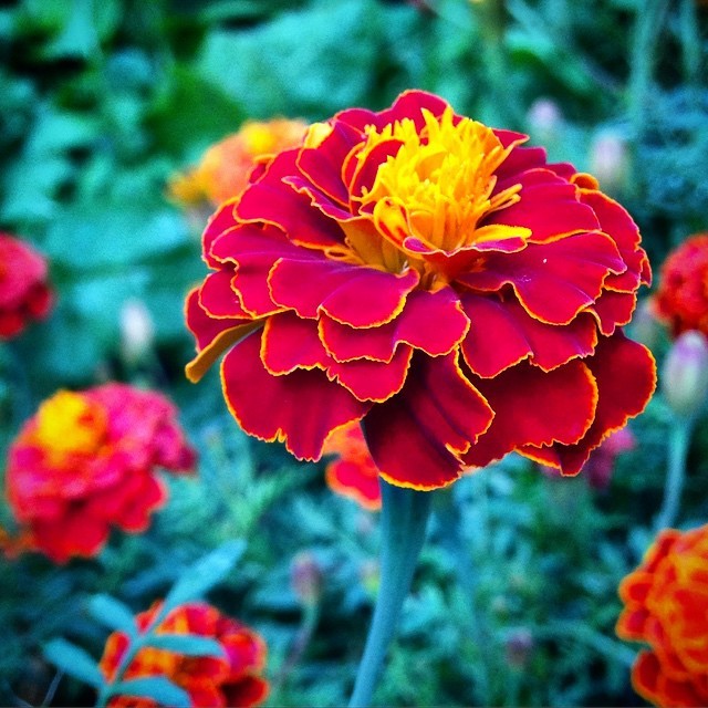Marigolds, Marigolds, Marigolds!