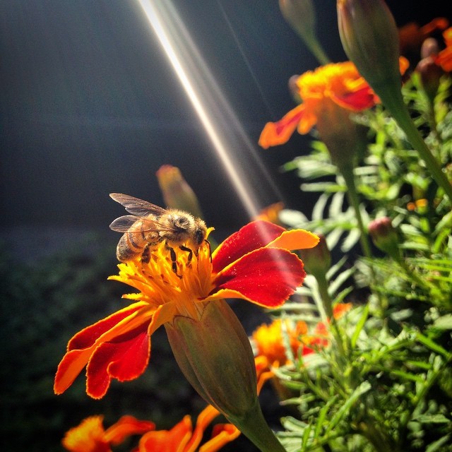 Happy Bee #1