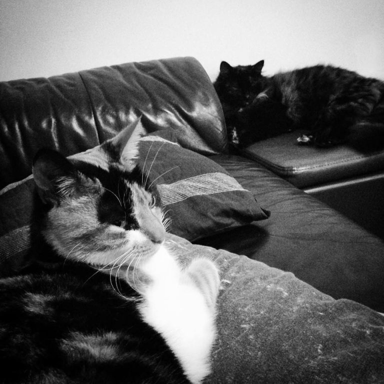 Furry friends