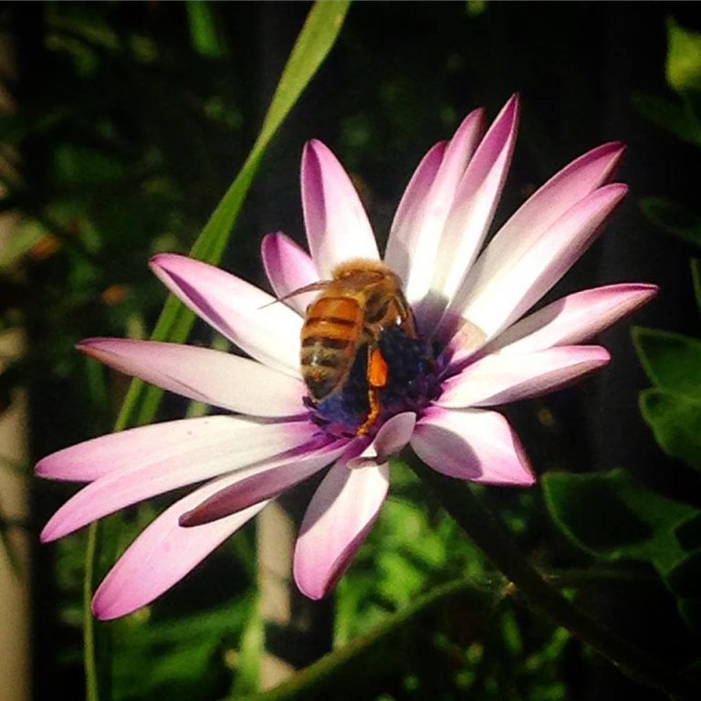 Happy Bee #2