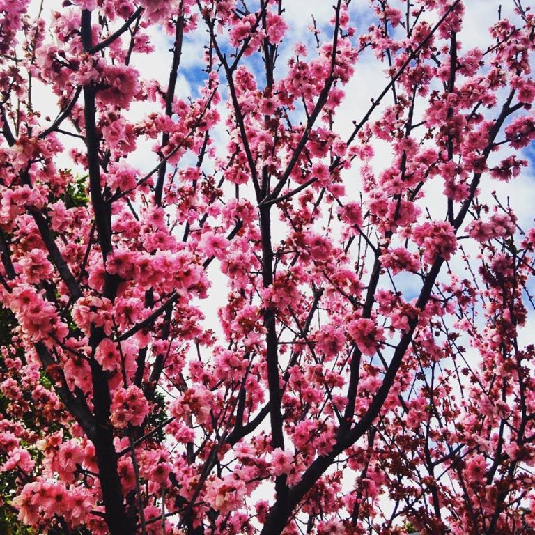 Cherry Blossoms