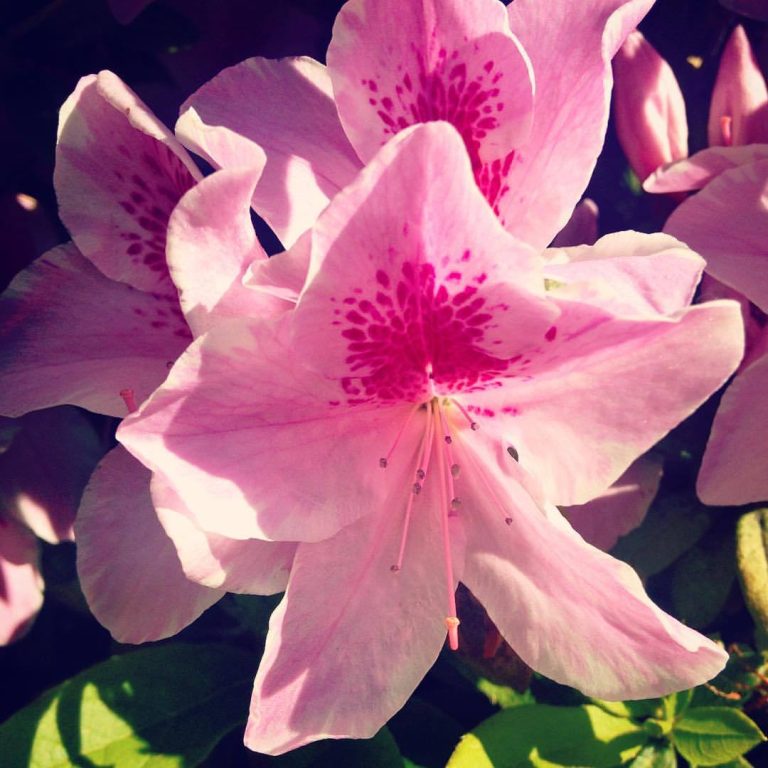Pretty pink flowers