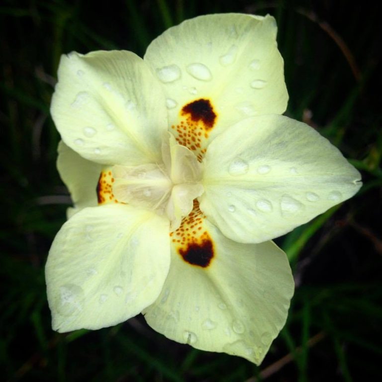 Water Droplets on Lily