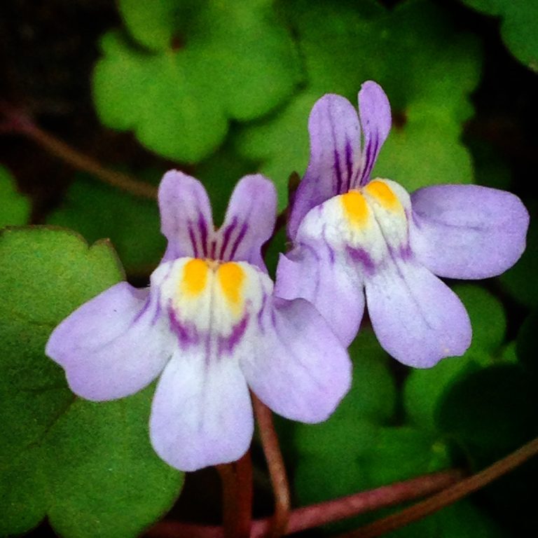 Is this a flower or a weed?