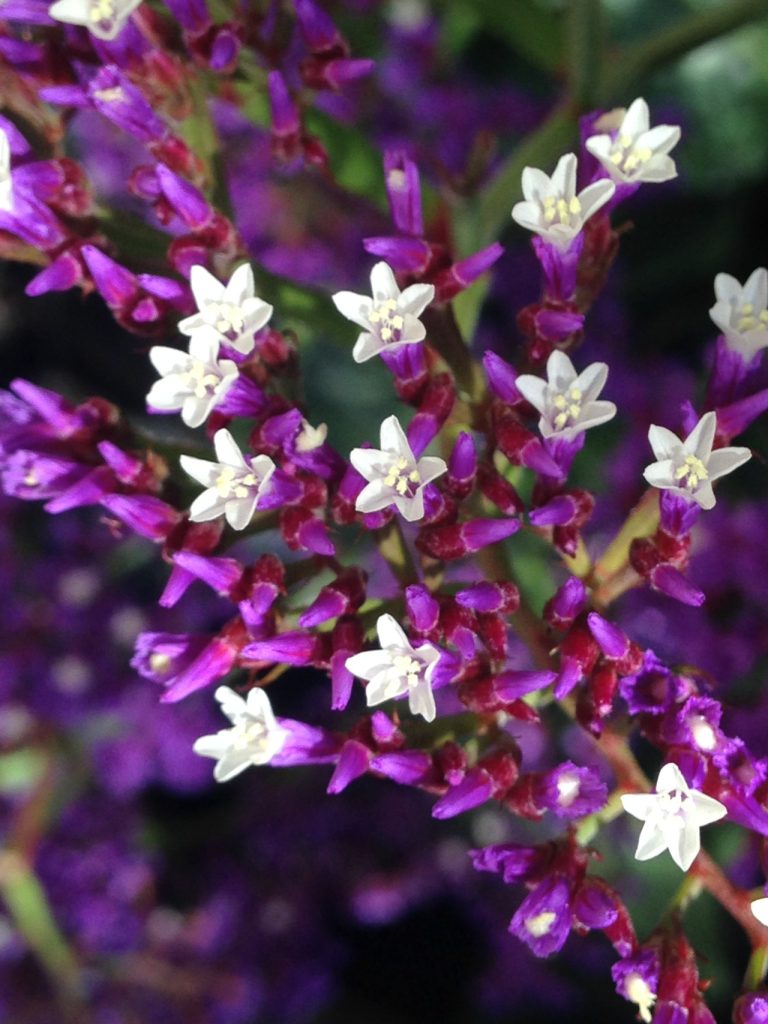 Purple and White