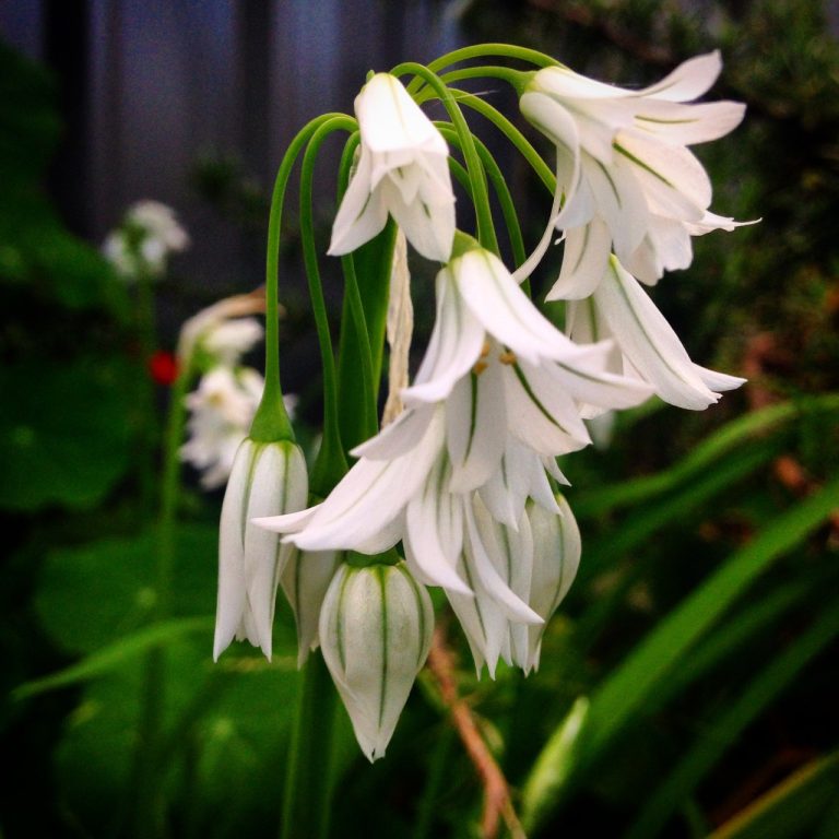White Bells