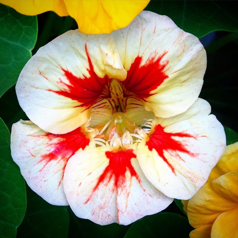Nasturtium