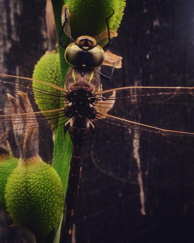 Dragonfly