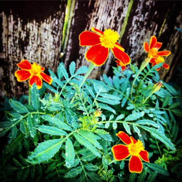 Marigolds