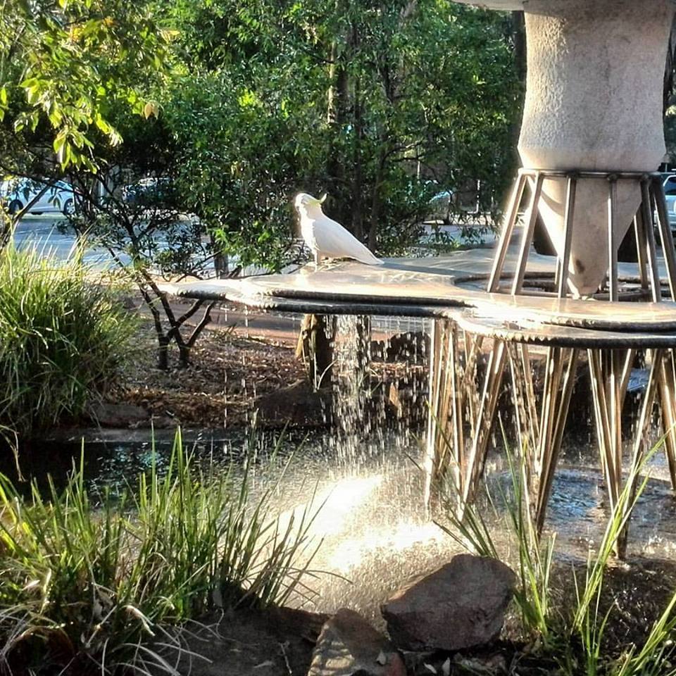 Cockatoo has the right idea! 