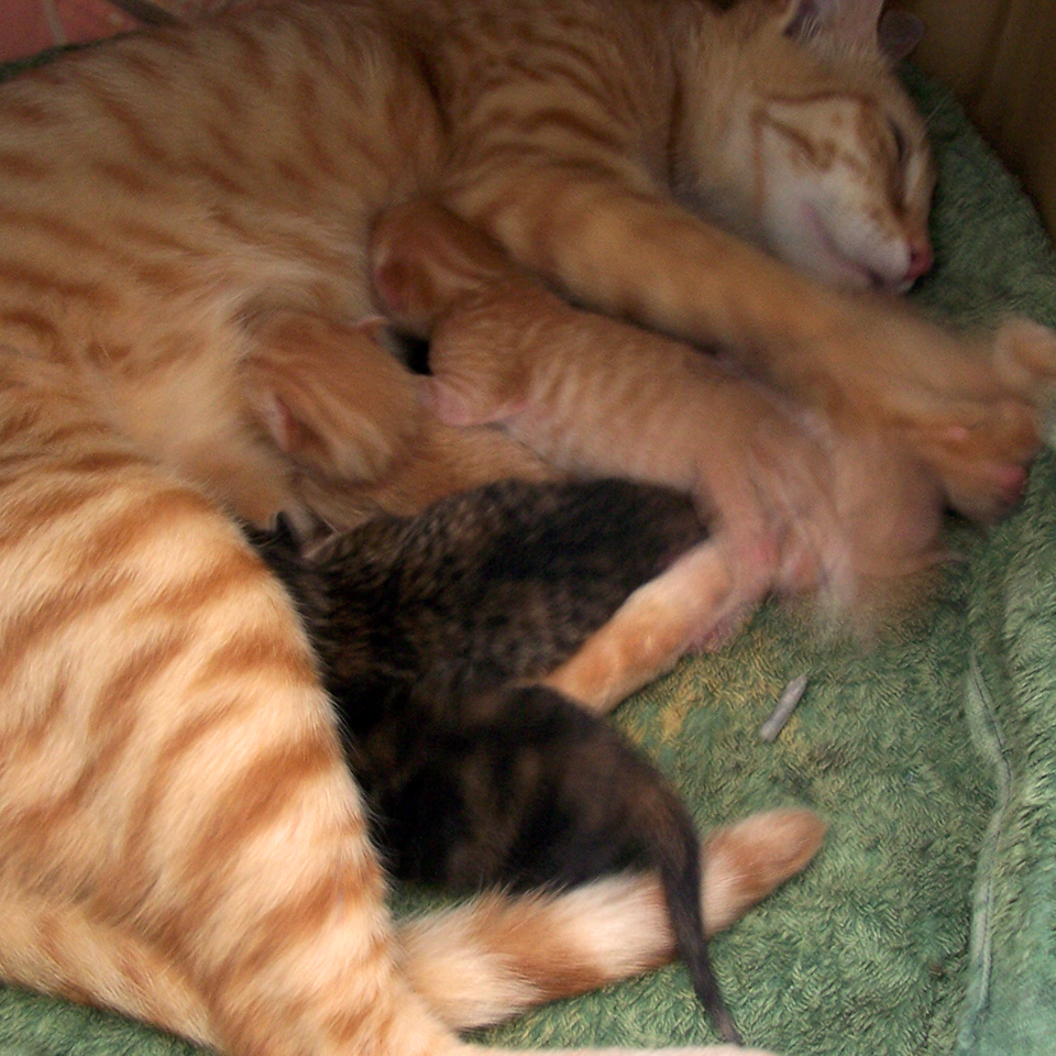 Mumma Cat
