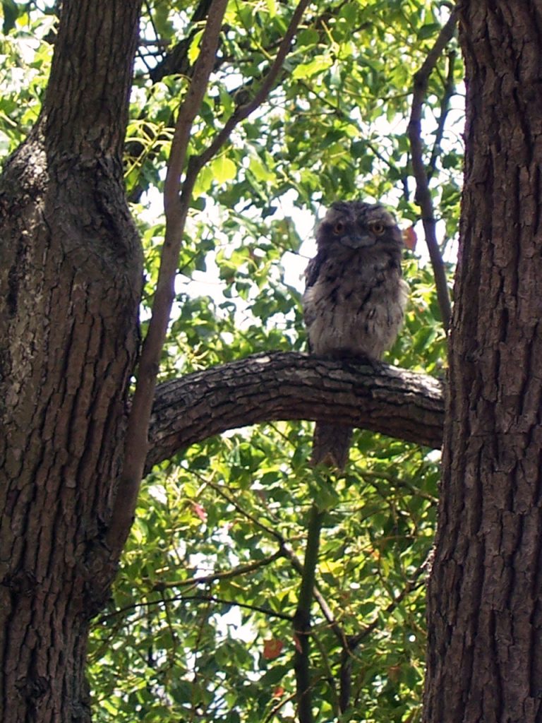 Tawny