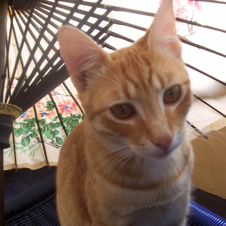 Mistar