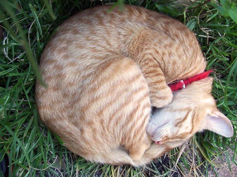 A Perfect Circle