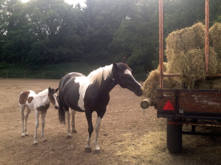 Hay Day