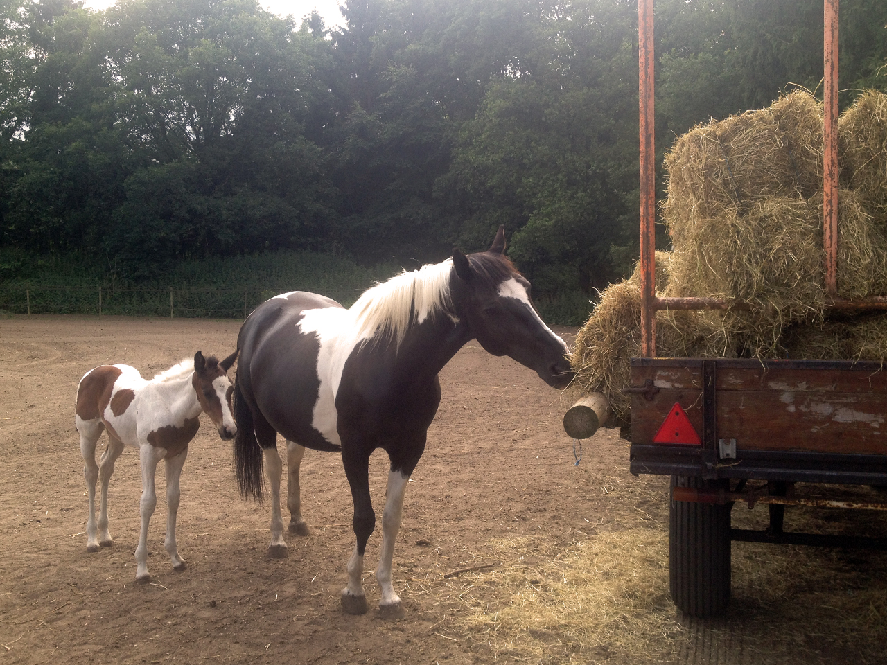 Hay Day
