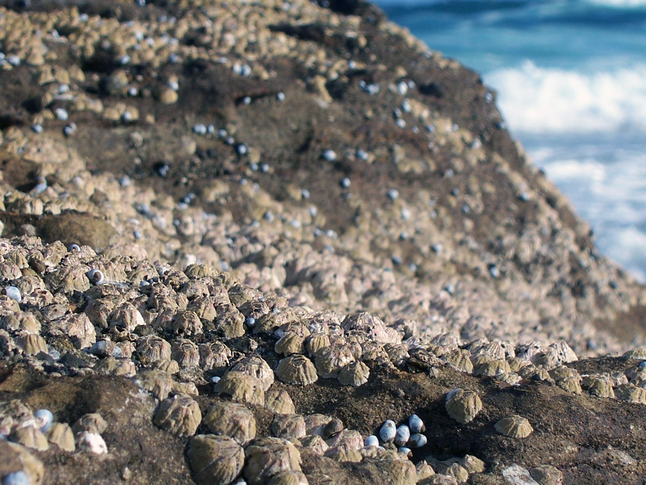 Barnacles