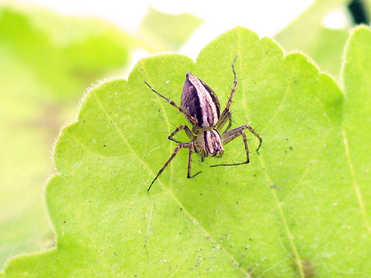 Garden Friend