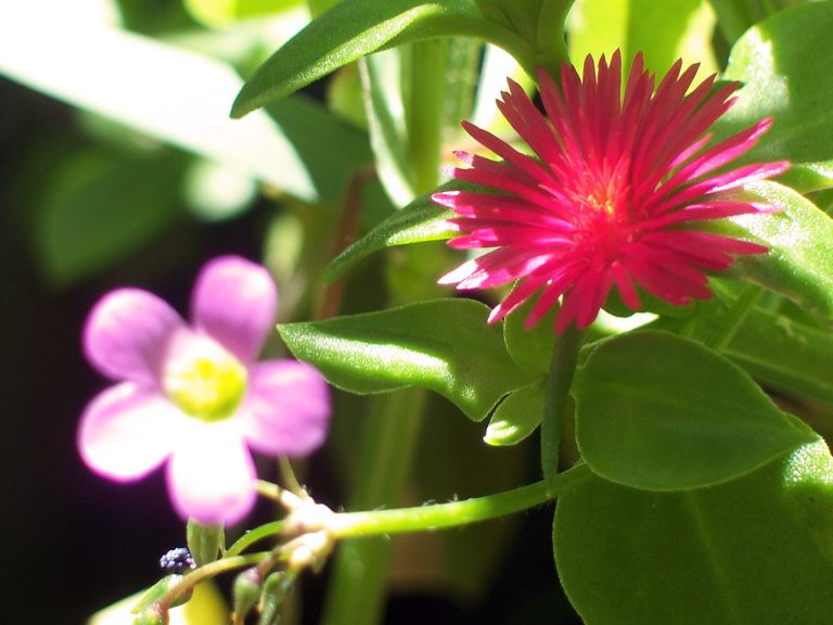 Pigface